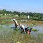 Turun ke Sawah, Babinsa Koramil 418-03/Plaju Bantu Warga Binaan Tanam Padi