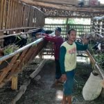 Merajut Mimpi Ditengah Keterbatasan, Suwardi Peternak Kambing Asal Todanan Kini Beromset Puluhan Juta Rupiah