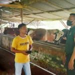 Serda Musowir Himbau Bapak Umar Selalu Jaga Kesehatan dan Kebersihan Kandang Sapi