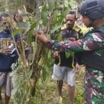 Prospek Menjanjikan, Satgas Yonif 132/TWEJ Intensifkan Budidaya Vanili di Perbatasan RI-PNG
