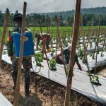 Prajurit Kodim 0421/LS Terjun Langsung Dampingi Petani Merawat Cabe
