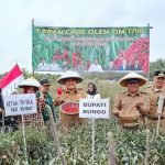 Bupati Bungo H Mashuri Panen Cabe di Dusun Suka Jaya