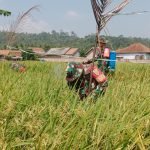 Tingkatkan Ketahanan Pangan, Prajurit Kodim 0421/LS Terjun Langsung Dampingi Petani