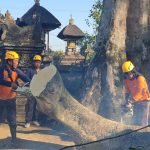 Tumbangnya Batang Pohon Pole, Timpa Tembok Penyengker dan Piyasan Pura 