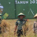 Dukung Ketahanan Pangan, Kodim 0418/Palembang Bersama Komponen Masyarakat Panen Raya Padi