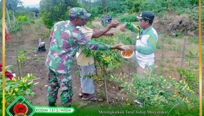 Tingkatkan Taraf Hidup Masyarakat, Babinsa Desa Tepeleo Komsos dengan Petani Cabai