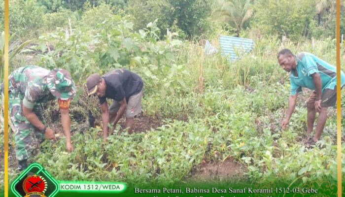 Bersama Petani, Babinsa Desa Sanaf Laksanakan Pendampingan Hanpangan