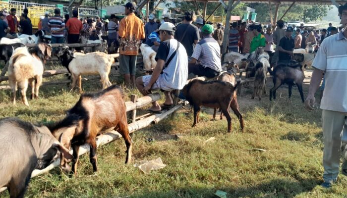 Jelang Idul Adha, Harga Kambing Kurban di Todanan Masih Stabil