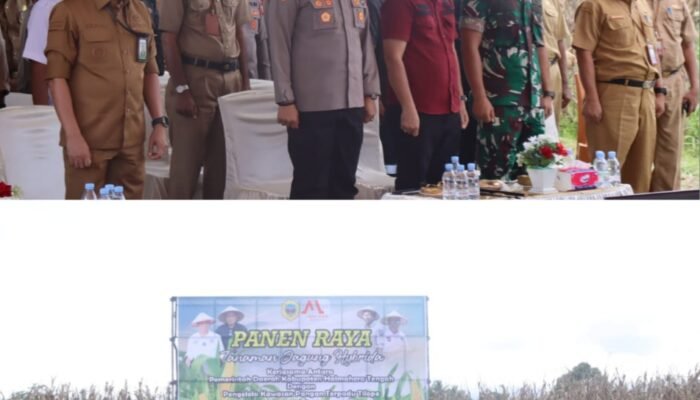 Mewakili Dandim 1512 Weda Mayor A. K. Harahap Hadiri Panen Perdana Tanaman Jagung