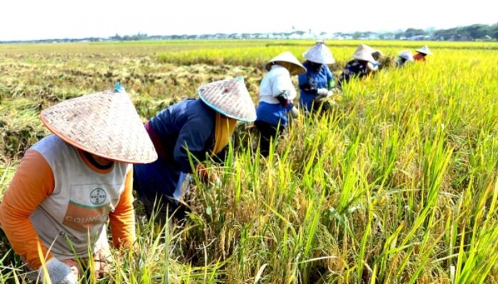 Panen Raya Bulan Mei Dorong Bali Alami Deflasi