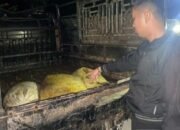 2 Ninja Sawit Kena Dor Saat Beraksi di PTPN IV, Total 5 Pelaku Diringkus Polisi di Labusel