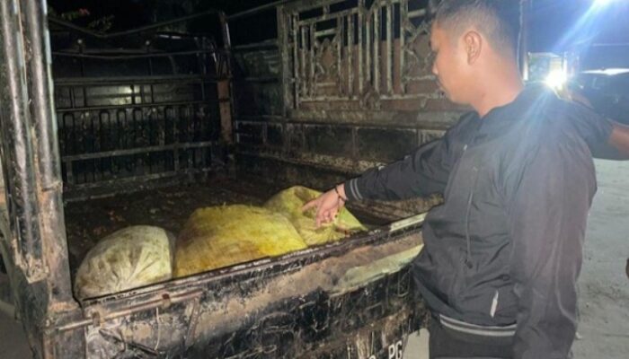 2 Ninja Sawit Kena Dor Saat Beraksi di PTPN IV, Total 5 Pelaku Diringkus Polisi di Labusel