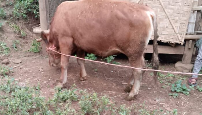 Unik, Ada Desa di Kabupaten Pemalang Warganya Pantang Pelihara Sapi