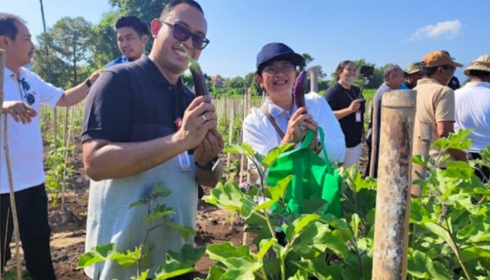 Bank Indonesia Bersama Pemda Buleleng Panen Perdana Cabai