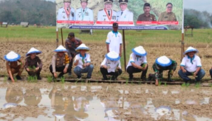 Bupati Bungo Dampingi Gubernur Jambi Gerakan Tanam Padi Bersama