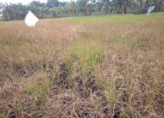 Tercemar Limbah B3, Kelompok Tani di Desa Sukadamai Menjerit Gagal Panen