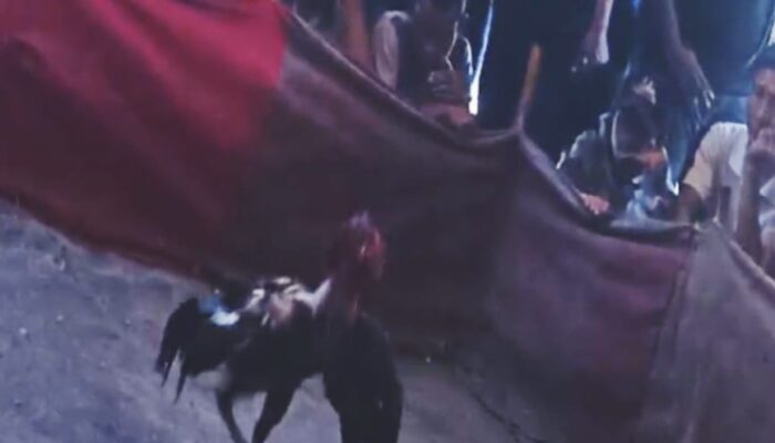 Marak Judi Sabung Ayam di Desa Kupang Mojokerto, APH Kemana?