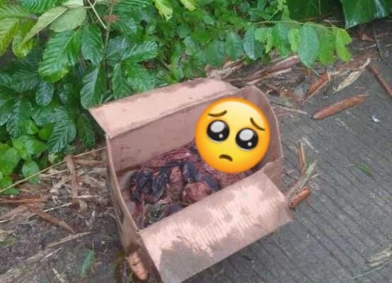 Penemuan Bayi dalam Kardus Gegerkan Warga Kampung Bunar