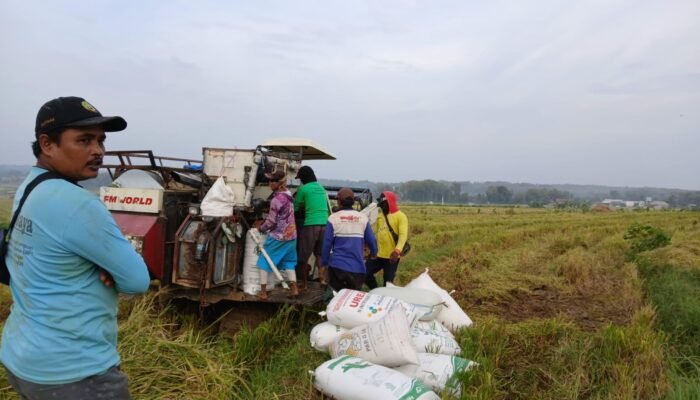 Petani Todanan Mengeluh, Harga Padi Anjlok di Musim Panen