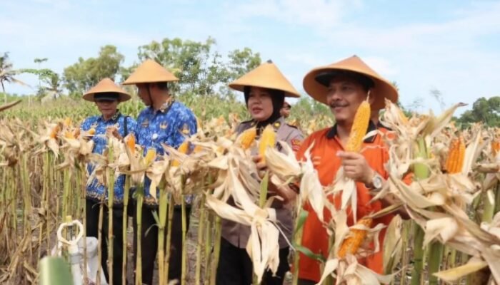 Produksi Jagung Meningkat, Polri Komitmen Dukung Ketahanan Pangan