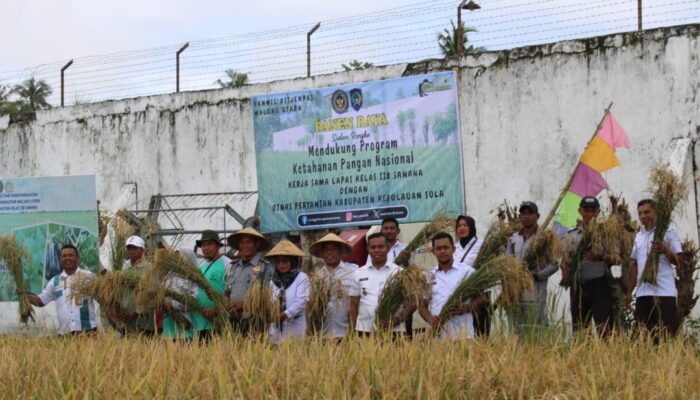 Panen Padi Perdana di Lahan Binaan Lapas Sanana, Wujud Dukung Asta Cita Prabowo 