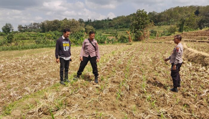 Kapolsek Todanan Tinjau Lahan Jagung di Kajengan