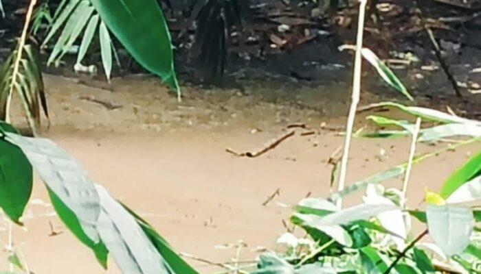 Bau Tak Sedap Resahkan Warga, Izin Amdal Peternakan Babi di Cempaga Dipertanyakan 