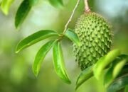 Manfaat Daun Sirsak yang Harus Kamu Ketahui