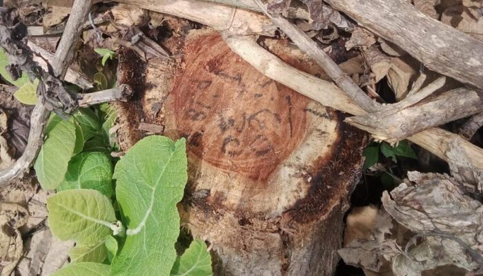 Dugaan Perusakan Hutan di Situbondo, Perhutani Serahkan Bukti ke Polisi