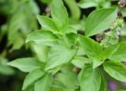 Rahasia Cantik Alami dengan Daun Kemangi: Kulit Cerah, Bebas Jerawat, dan Awet Muda