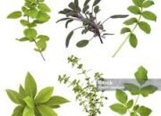 Rahasia 5 Daun Herbal Paling Dicari, Khasiatnya Bikin Takjub Peneliti