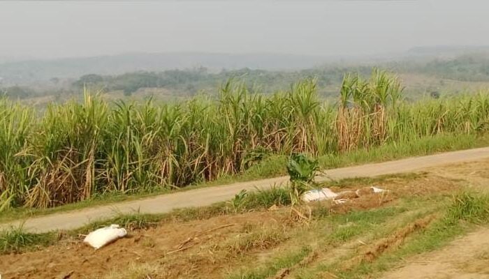 APTRI Blora Kecam Penutupan Mendadak PG GMM, Petani Tebu Terancam Rugi