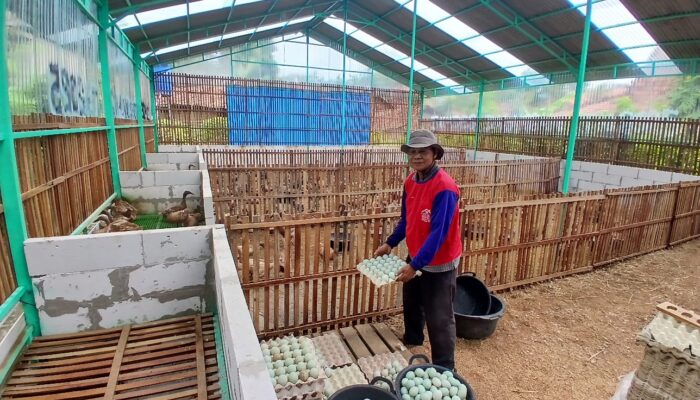 BUMDes Dalangan Kembangkan Bebek Petelur, Perkuat Ketahanan Pangan Desa