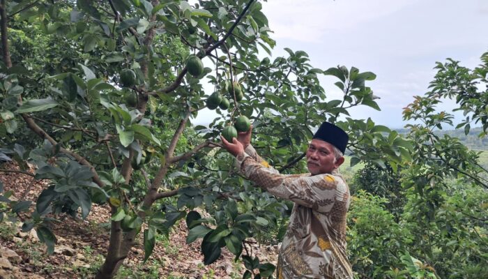 Ratusan Pohon Alpukat di Lereng Gunung Manggir Berbuah, Ketua MWC NU Todanan Raup Puluhan Juta
