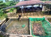 Nila Bledoss, Sensasi Kuliner Segar di Wisata WBB Tinapan Todanan Blora