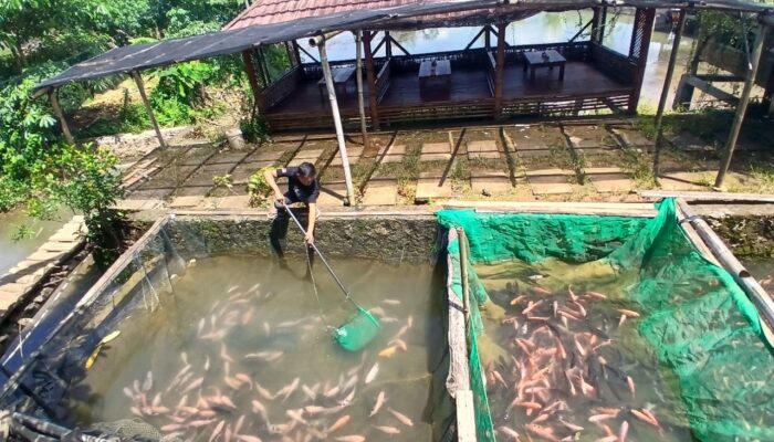 Nila Bledoss, Sensasi Kuliner Segar di Wisata WBB Tinapan Todanan Blora