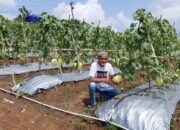 Panen Perdana Melon Premium 4 Hektar di Lebak, Hasil Diproyeksi 30 Ton