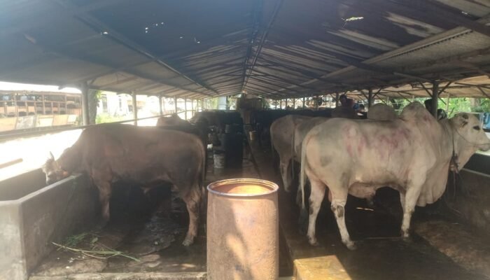 DLHK Sebut Peternakan Sapi Milik Anggota DPRD Banten Belum Berizin