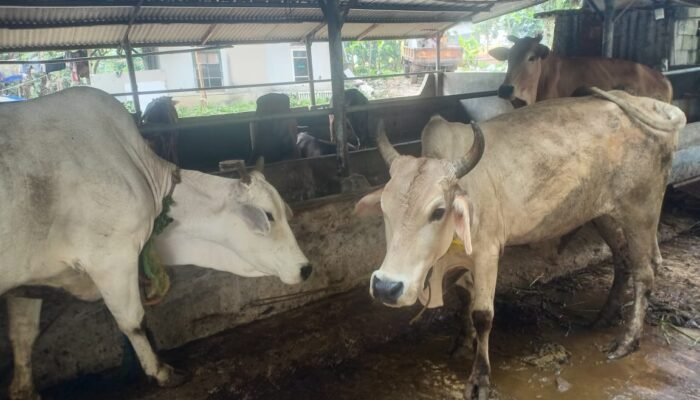 Peternakan Sapi di Pakulonan Disorot, Satpol PP Tunggu Hasil DLHK