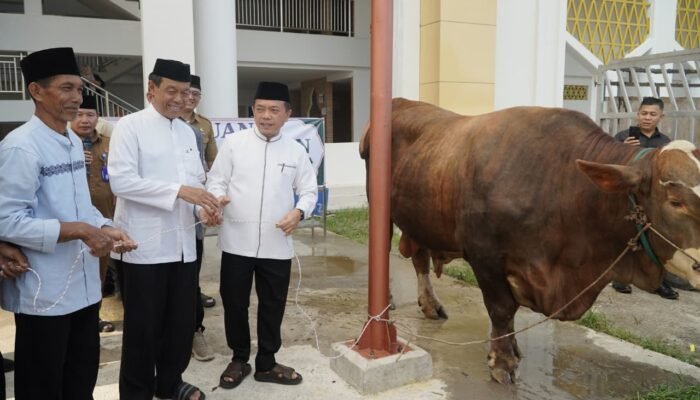 Gubernur Al Haris Serahkan Sapi Kurban Presiden Prabowo 930 Kg di Jambi