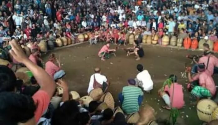 Masifnya Judi Tajen di Bali, Tindakan APH Dipertanyakan