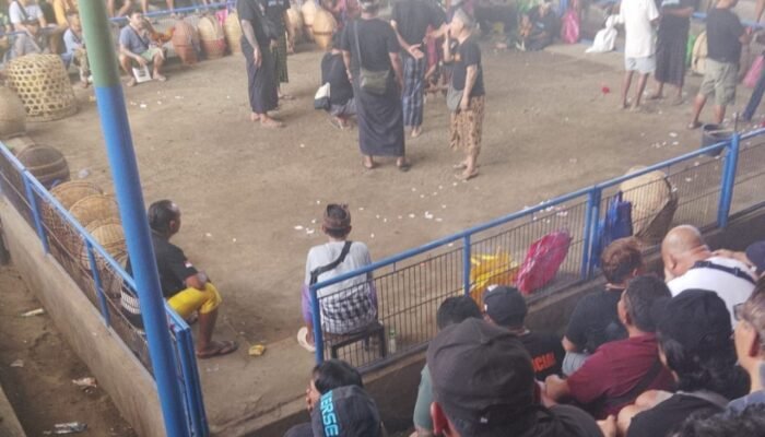 Terkesan Kebal Hukum, Judi Tajen di Bali Semakin Masif