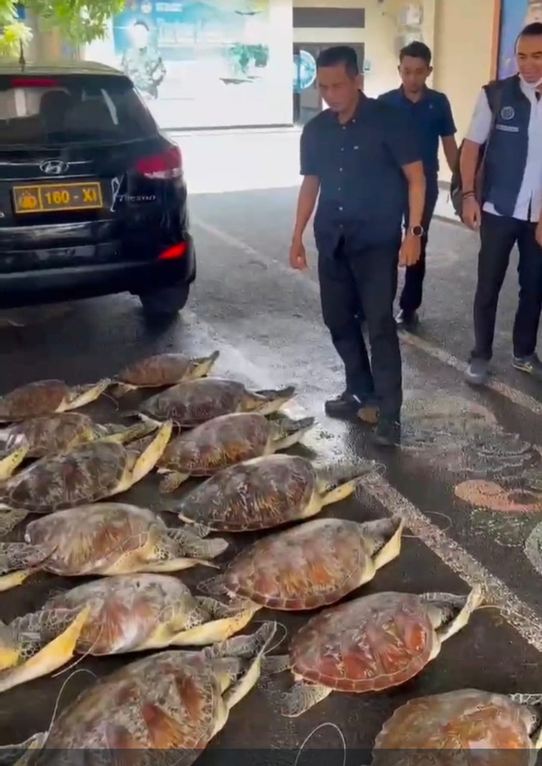 Penyelundupan 21 Ekor Penyu Hijau di Buleleng Digagalkan Ditpolairud Polda Bali, 1 Terduga Pelaku Ditahan 3 Screenshot 20260619 162522 WhatsApp