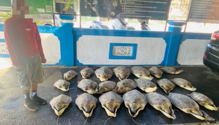 Penyelundupan 21 Ekor Penyu Hijau di Buleleng Digagalkan Ditpolairud Polda Bali, 1 Terduga Pelaku Ditahan