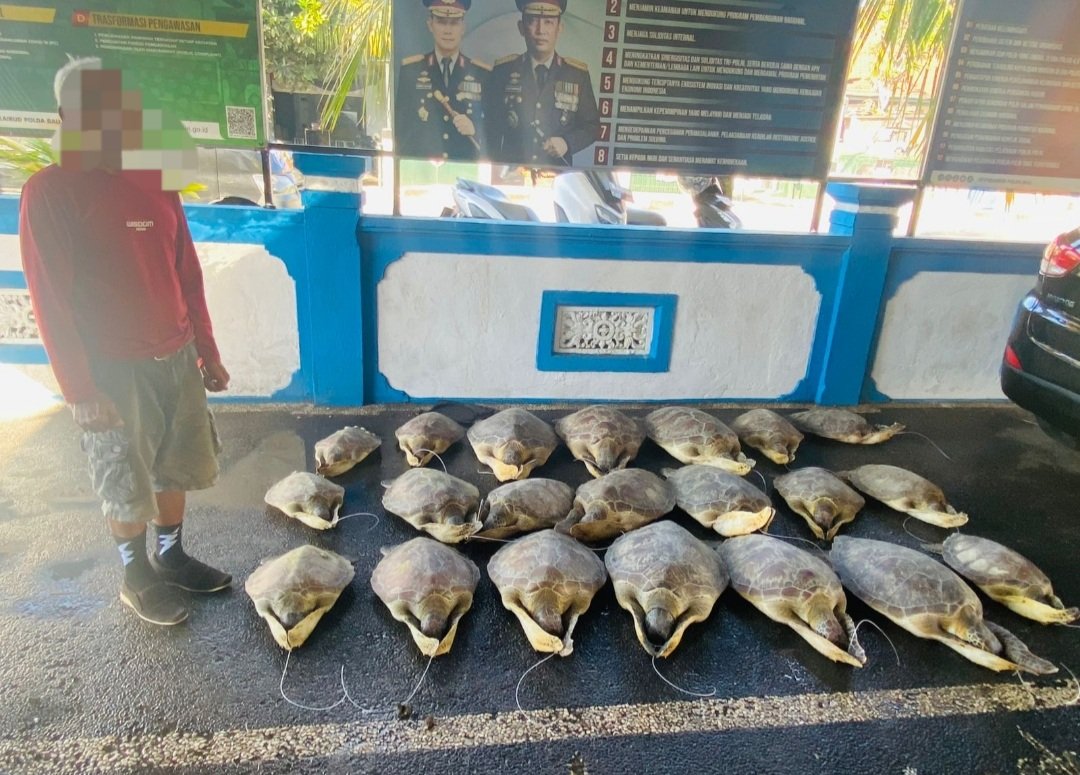 Penyelundupan 21 Ekor Penyu Hijau di Buleleng Digagalkan Ditpolairud Polda Bali, 1 Terduga Pelaku Ditahan 1 Screenshot 20260619 162638 WhatsApp