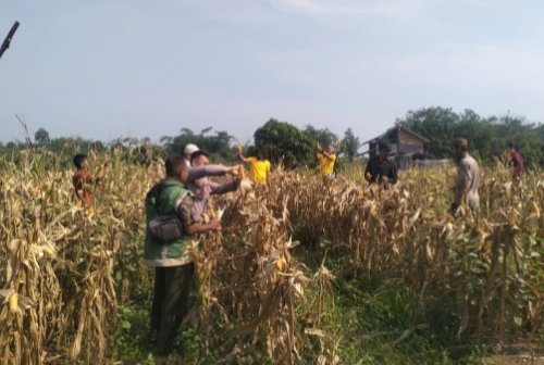 Polsek Curugbitung Panen Jagung 6 Ton, Perkuat Ketahanan Pangan Program 1 Desa 2 Hektar 3 IMG 20260704 WA0034