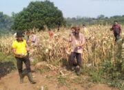 Polsek Curugbitung Panen Jagung 6 Ton, Perkuat Ketahanan Pangan Program 1 Desa 2 Hektar 12 IMG 20260704 WA0035