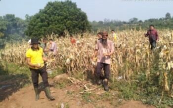 Polsek Curugbitung Panen Jagung 6 Ton, Perkuat Ketahanan Pangan Program 1 Desa 2 Hektar 5 IMG 20260704 WA0035