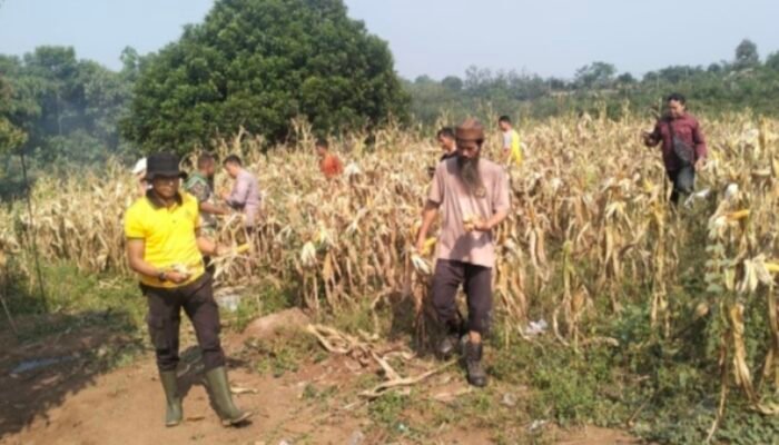 Polsek Curugbitung Panen Jagung 6 Ton, Perkuat Ketahanan Pangan Program 1 Desa 2 Hektar