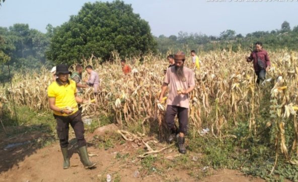 Polsek Curugbitung Panen Jagung 6 Ton, Perkuat Ketahanan Pangan Program 1 Desa 2 Hektar 1 IMG 20260704 WA0035